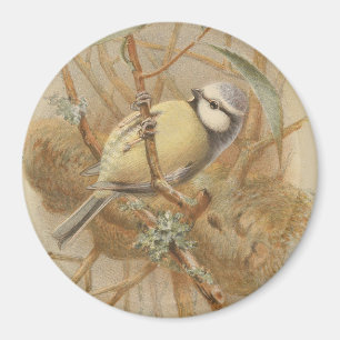 Imán Ilustracion vintage de Bluetit