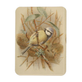 Imán Ilustración Vintage de Herrerillo Común