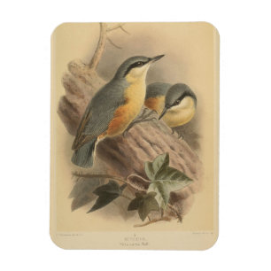 Imán Ilustracion vintage de Nuthatch