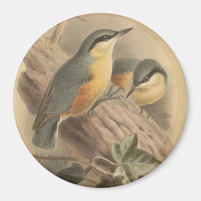 Imán Ilustracion vintage de Nuthatch (Frente)