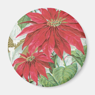 Imán Ilustracion Vintage de Poinsettia.