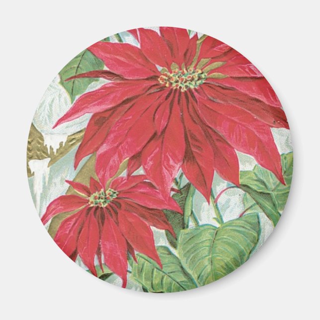 Imán Ilustracion Vintage de Poinsettia. (Frente)