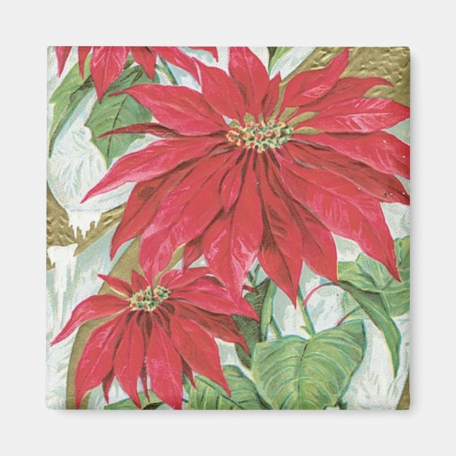 Imán Ilustracion Vintage de Poinsettia. (Frente)