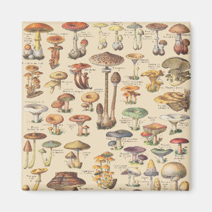 Imán Ilustracion vintage de setas