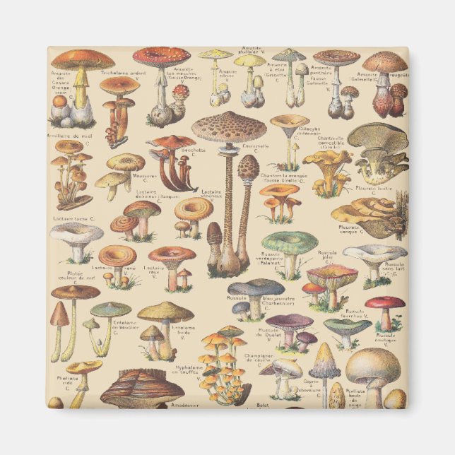 Imán Ilustracion vintage de setas (Frente)