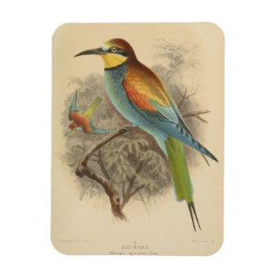 Imán Ilustracion vintage del abejorro europeo