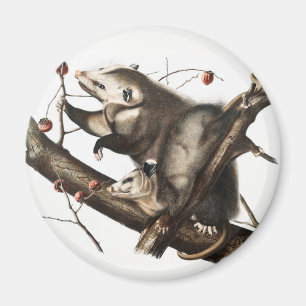 Imán Ilustracion Virginia Opossum Didelphis Virginia