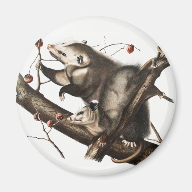 Imán Ilustracion Virginia Opossum Didelphis Virginia (Frente)