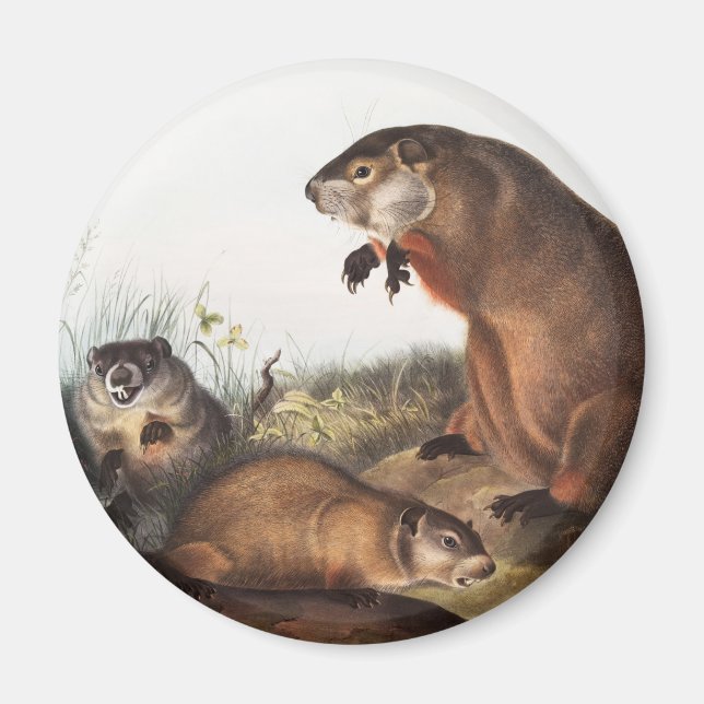 Imán Ilustracion Woodchuck (Arctomys monax) (Frente)