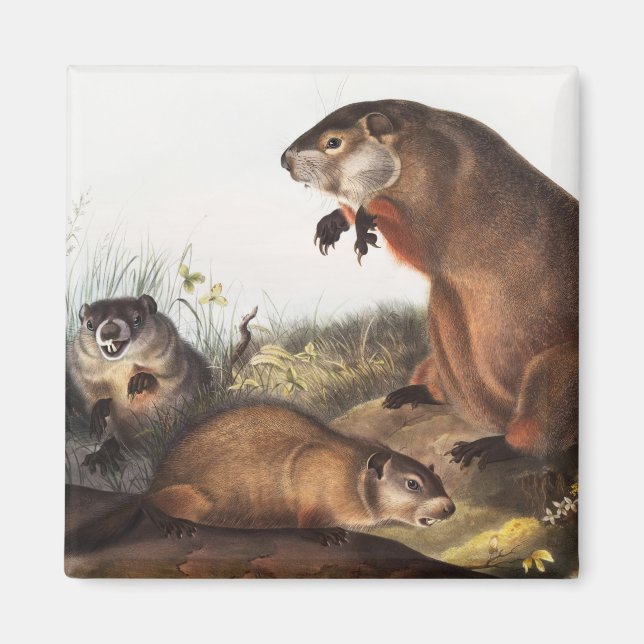 Imán Ilustracion Woodchuck (Arctomys monax) (Frente)