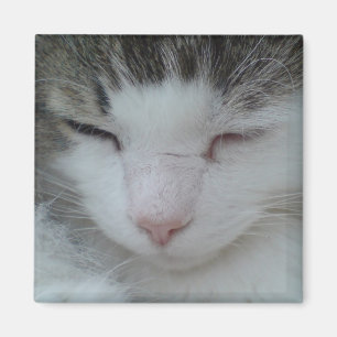 Imán - imagen 2 del gato de Coon de Maine