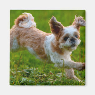 Imán Imagen corta que corre a Shih Tzu Dog