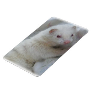 Imán Imagen de Albino Ferret