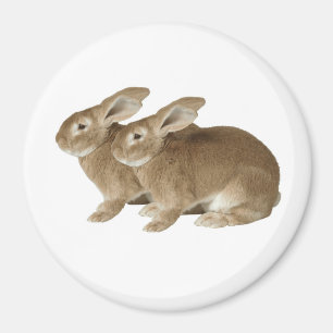 Imán Imagen de conejo para imanes redondos grandes