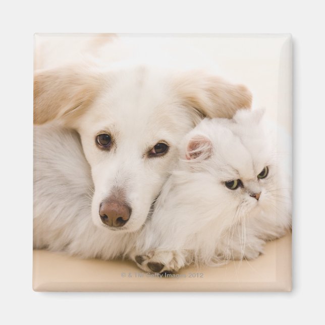 Imán Imagen de estudio de gato y perro (Frente)