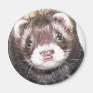Imán Imagen de Ferret Face