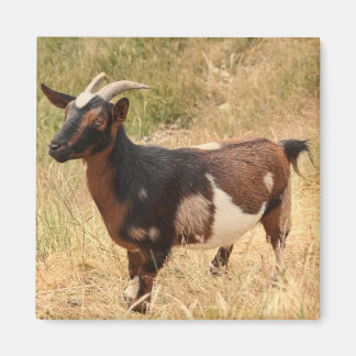 Imán Imagen de Goat