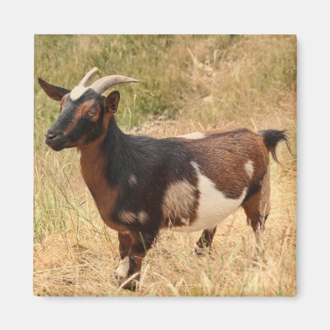 Imán Imagen de Goat (Frente)