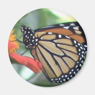 Imán Imagen de la mariposa monarca