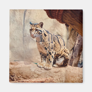 Imán imagen de leopardo nublado naturaleza vida salvaje