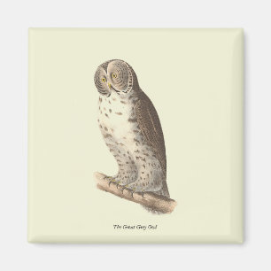 Imán Imagen de pájaro de la Gran Lechuza Gris (Strix ne