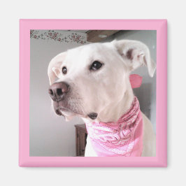 Imán Imagen de perro tímido de cachorro blanco con bufa