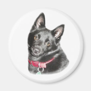 Imán Imagen de Schipperke