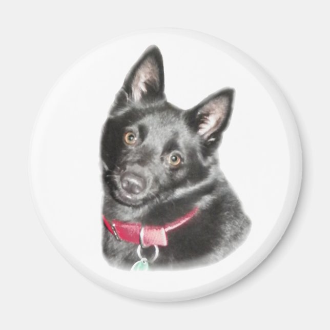 Imán Imagen de Schipperke (Frente)