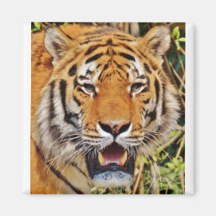 Imán ¡Imagen de tigre!