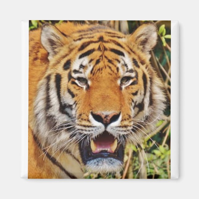 Imán ¡Imagen de tigre! (Frente)