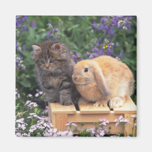 Imán Imagen de un gatito y de una situación del conejo