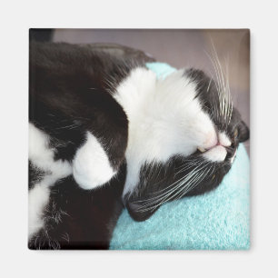 Imán imagen del gatito de la opinión de la barbilla de
