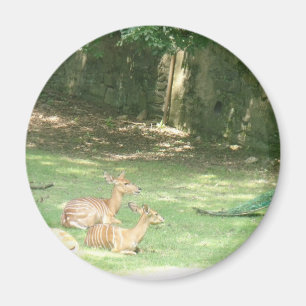 Imán Imagen del zoológico de Bronx