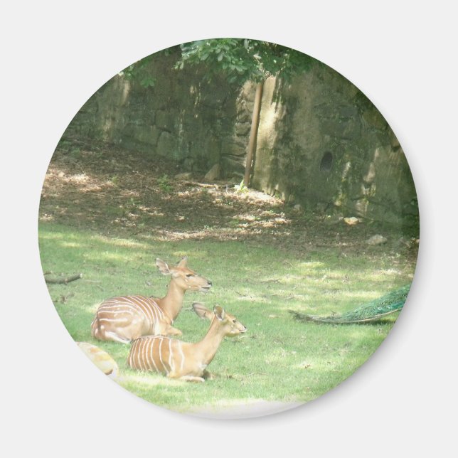 Imán Imagen del zoológico de Bronx (Frente)