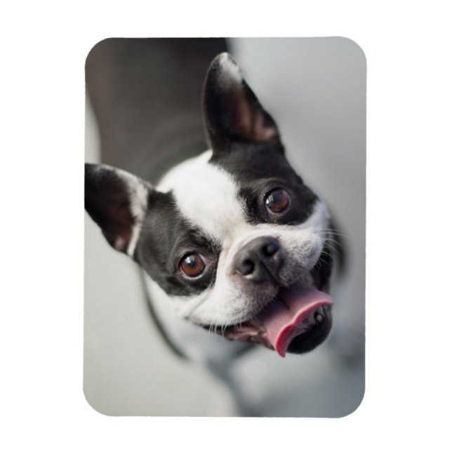 Imán Imágenes de Getty | Bulldog francés (Vertical)