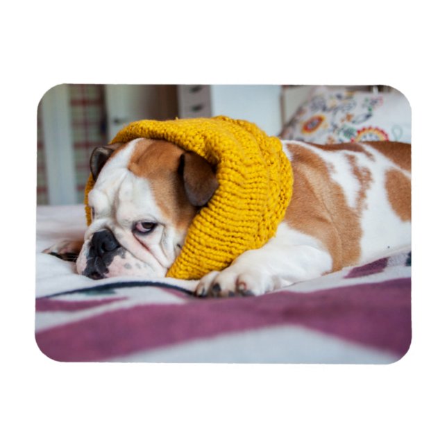 Imán Imágenes de Getty | Bulldog inglés (Horizontal)