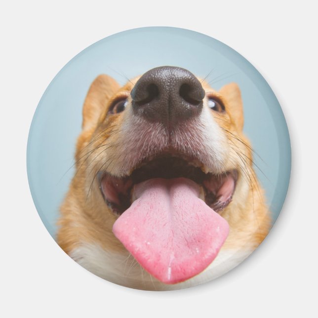 Imán Imágenes de Getty | Corgi Muy Feliz (Frente)