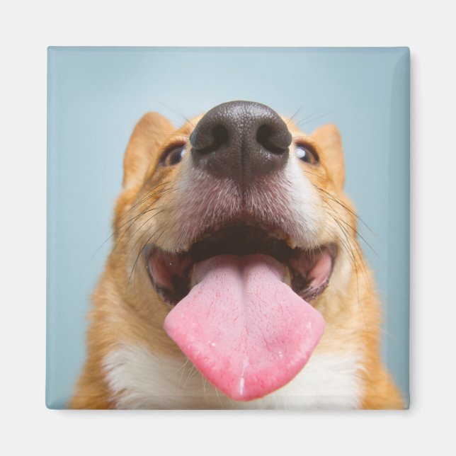 Imán Imágenes de Getty | Corgi Muy Feliz (Frente)