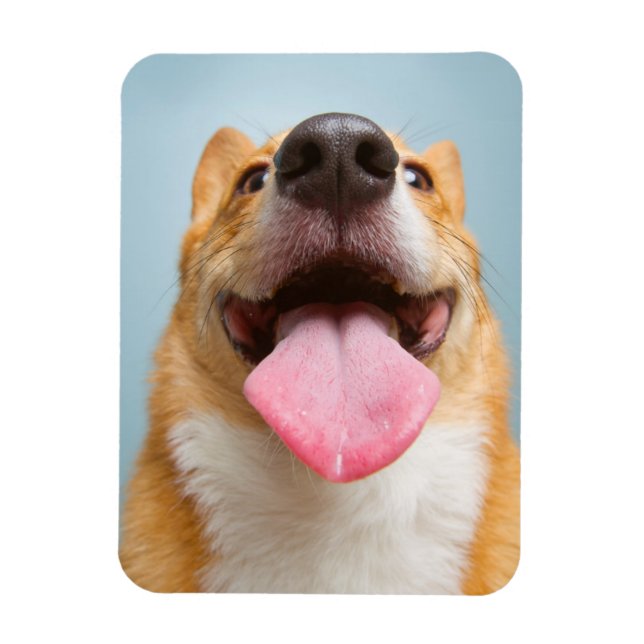 Imán Imágenes de Getty | Corgi Muy Feliz (Vertical)