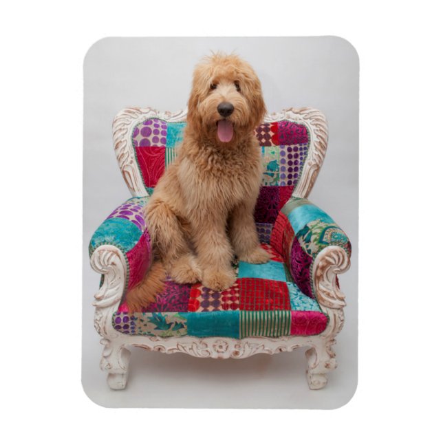 Imán Imágenes de Getty | Cute Goldendoodle (Vertical)