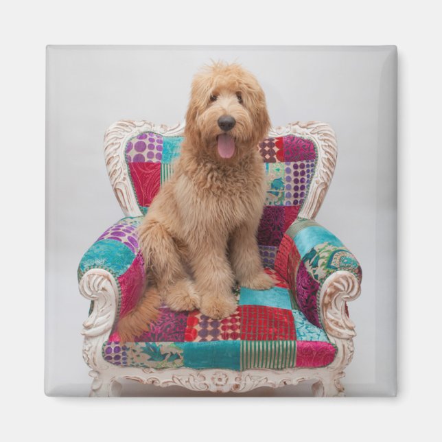 Imán Imágenes de Getty | Cute Goldendoodle (Frente)