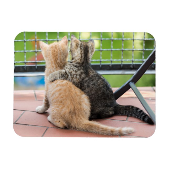 Imán Imágenes de Getty | Dos gatitos en un balcón (Horizontal)