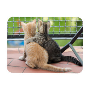 Imán Imágenes de Getty el dos gatitos en un balcón