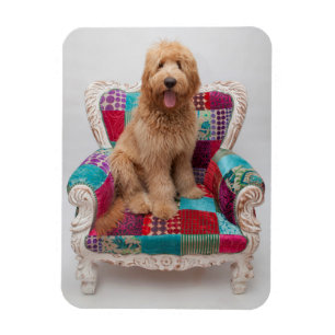 Imán Imágenes de Getty el Goldendoodle lindo