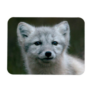 Imán Imágenes de Getty   Kit de Fox Ártico