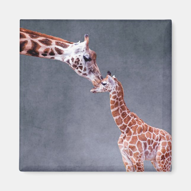 Imán Imágenes de Getty | Madre y bebé Giraffe (Frente)