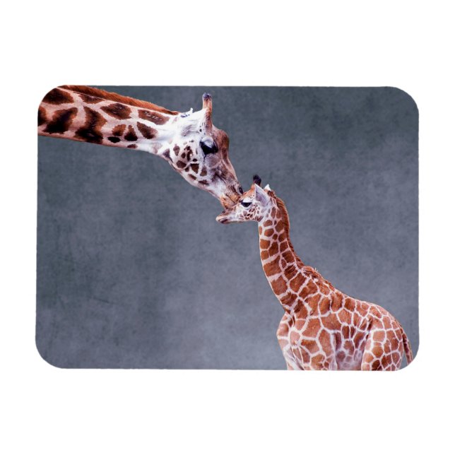 Imán Imágenes de Getty | Madre y bebé Giraffe (Horizontal)