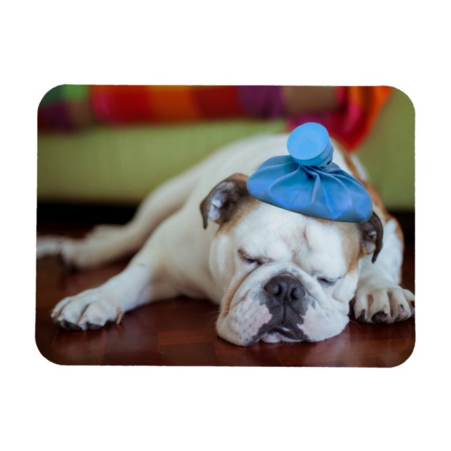 Imán Imágenes de Getty | Mal cachorro joven (Horizontal)