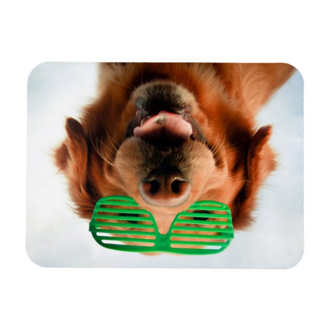 Imán Imágenes de Getty | Perro con gafas (Horizontal)
