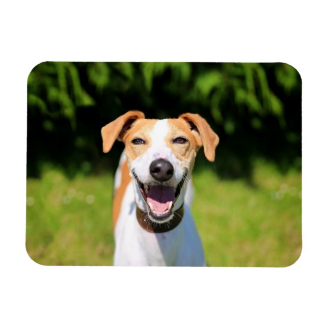 Imán Imágenes de Getty | Perro riéndose (Horizontal)